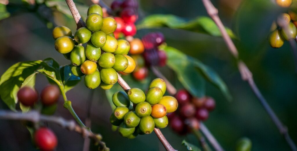 Quels sont les avantages du café bio ?